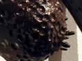 blastema (detail), Black Porcelain, 18 x 10 x 6 cm, 2002