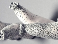 baratropism (detail), Porcelain, 15 x 5 x 5 cm, 2003